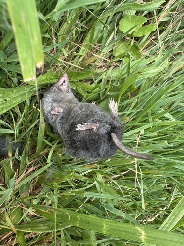 Northern Short-tailed Shrew observed by brandonh1