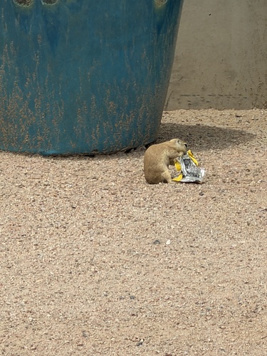 Round-tailed Ground Squirrel observed by kvn11