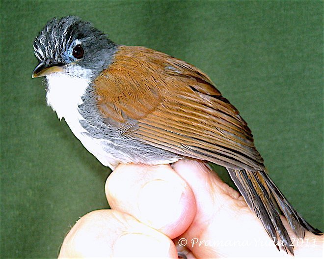 White-breasted Babbler photo