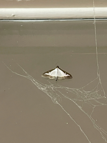 Box Tree Moth