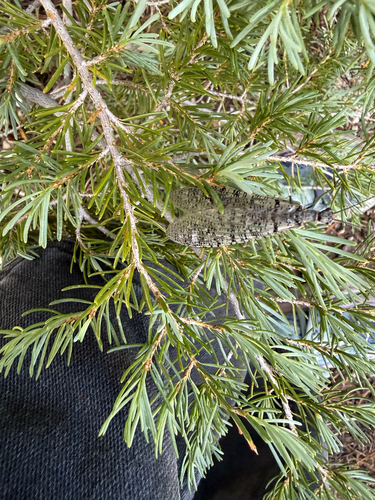 iNaturalist observation photo of Fishflies