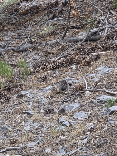 Common Poorwill observed by rjones15