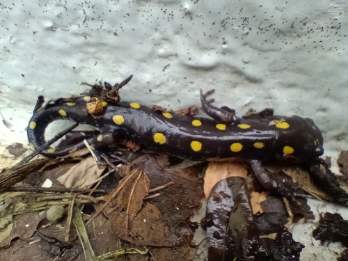 Spotted Salamander observed by louis_mcdaniel