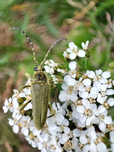 Lepturobosca virens