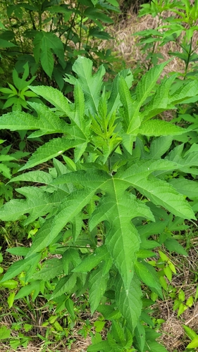 giant ragweed