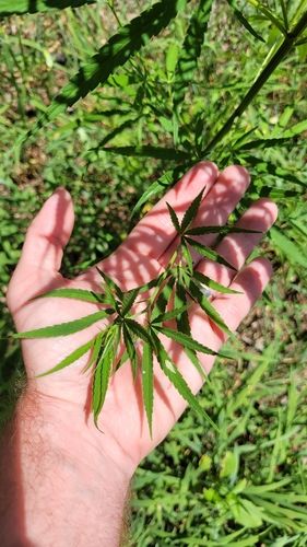 Cannabis