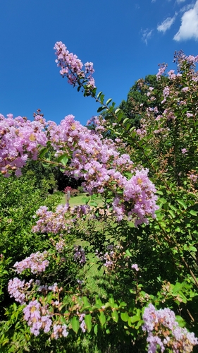 Crape-myrtle