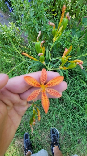Blackberry Lily