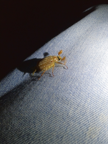 iNaturalist observation photo of Polyphylla sobrina