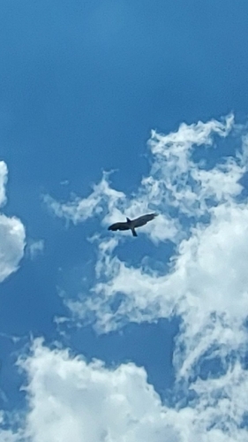 Swainson's Hawk