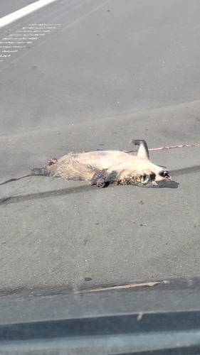 American Badger