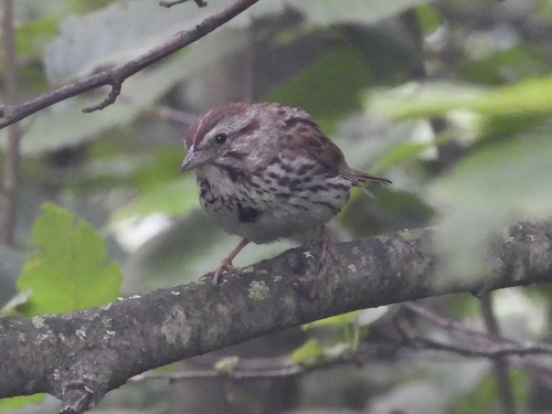 Song Sparrow