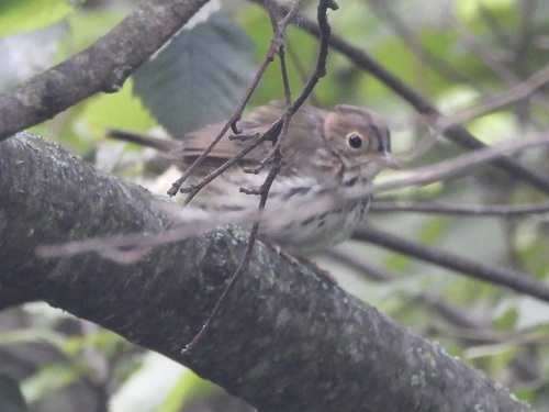 Ovenbird