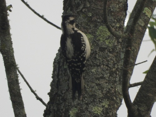 Hairy Woodpecker