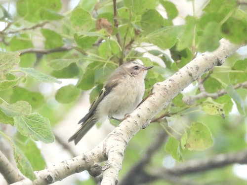 Golden-crowned Kinglet