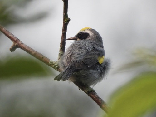 Golden-winged Warbler