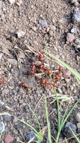 Red Harvester Ant