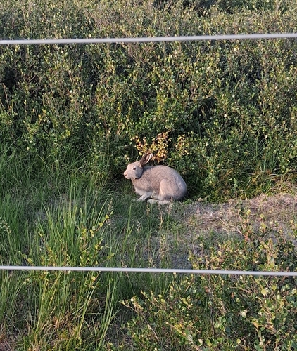 Arctic Hare observed by jenaya3