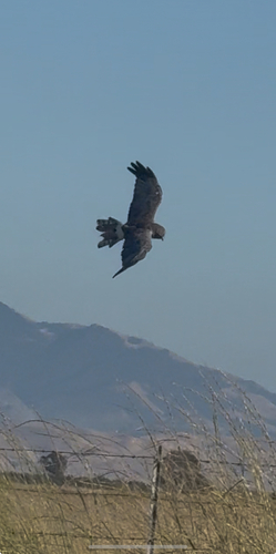Northern Harrier observed by axeljurgens