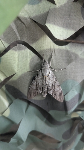 Plain grey hawkmoth
