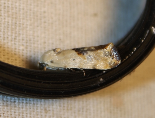 Ponometia libedis