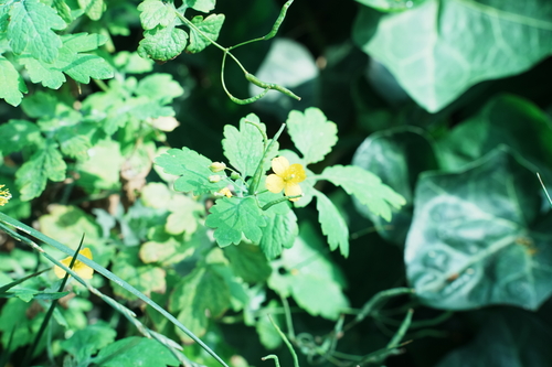 Asian celandine