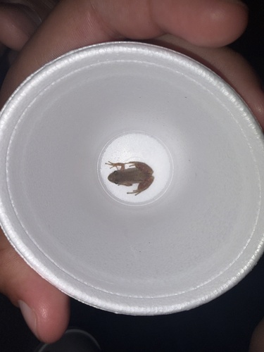 Boreal Chorus Frog