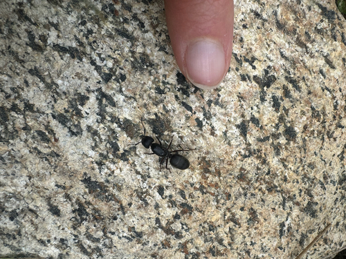 iNaturalist observation photo of Western Black Carpenter Ant