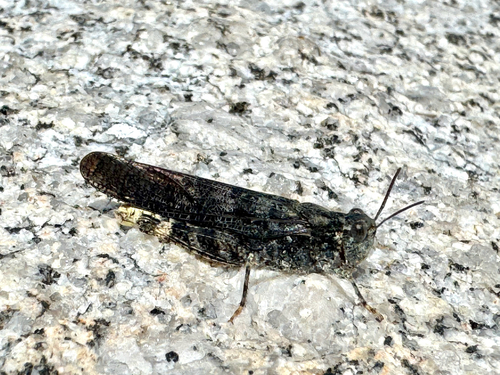 iNaturalist observation photo of Trimerotropini