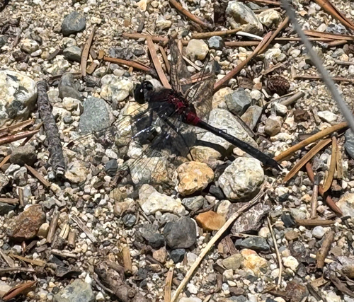 iNaturalist observation photo of Crimson-ringed Whiteface