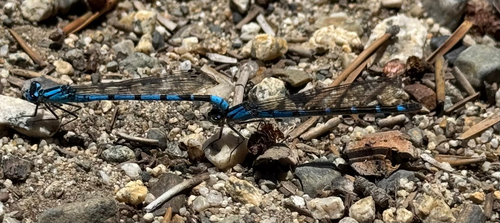 iNaturalist observation photo of Boreal Bluet