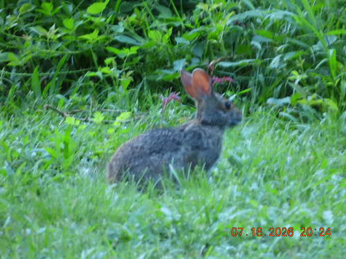 Swamp Rabbit observed by tombrownfollower