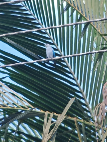 Blue-gray Tanager