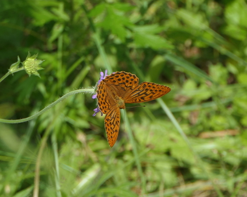 Silver-washed Fritillary