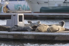 Pacific Harbor Seal
