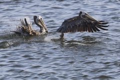 California Brown Pelican