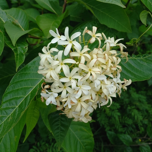 Holarrhena pubescens