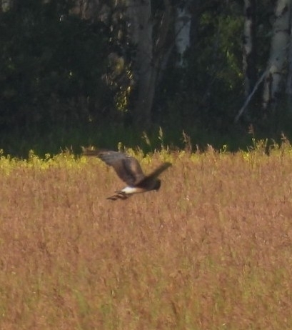 Northern Harrier observed by whisperingowl