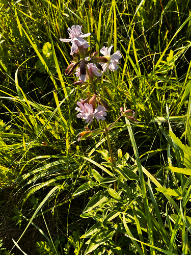 common soapwort