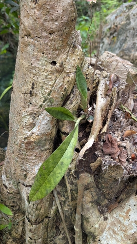 Monk Orchid