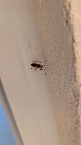 St. Andrew's Cotton Stainer