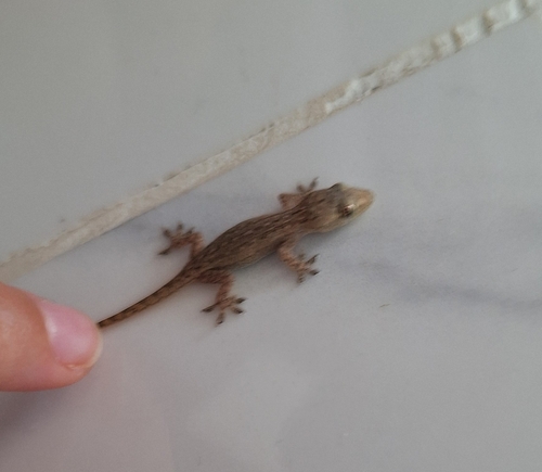 Asian House Gecko