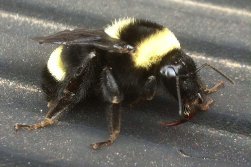 Middle-striped Bumble Bee