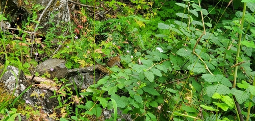 Townsend's Chipmunk observed by prasanth5