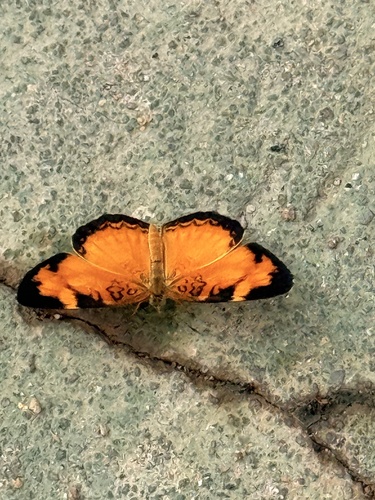Brazilian crescent