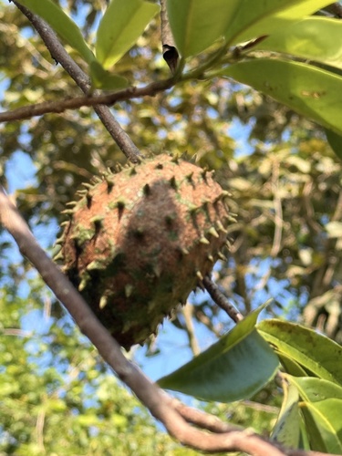 Soursop