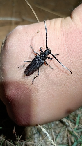 Capricorn beetle