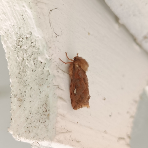 Map-winged Swift