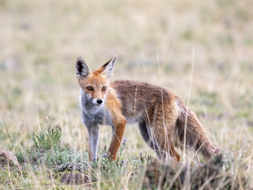 Himalayan Red Fox