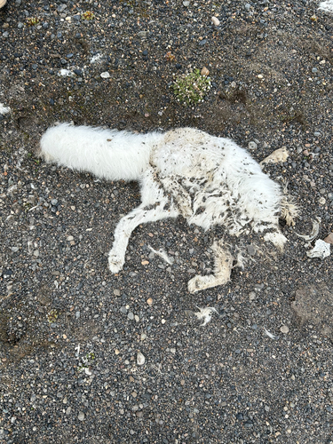 Arctic Fox observed by okweston
